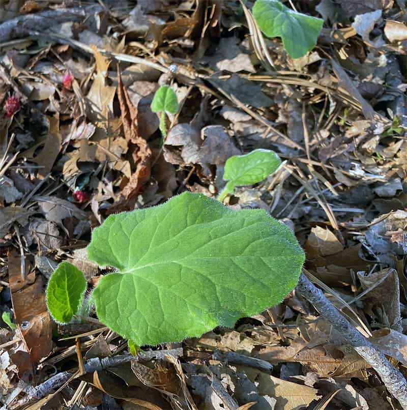 heart-shaped leopard's bane leaves emerge close to the ground in spring.