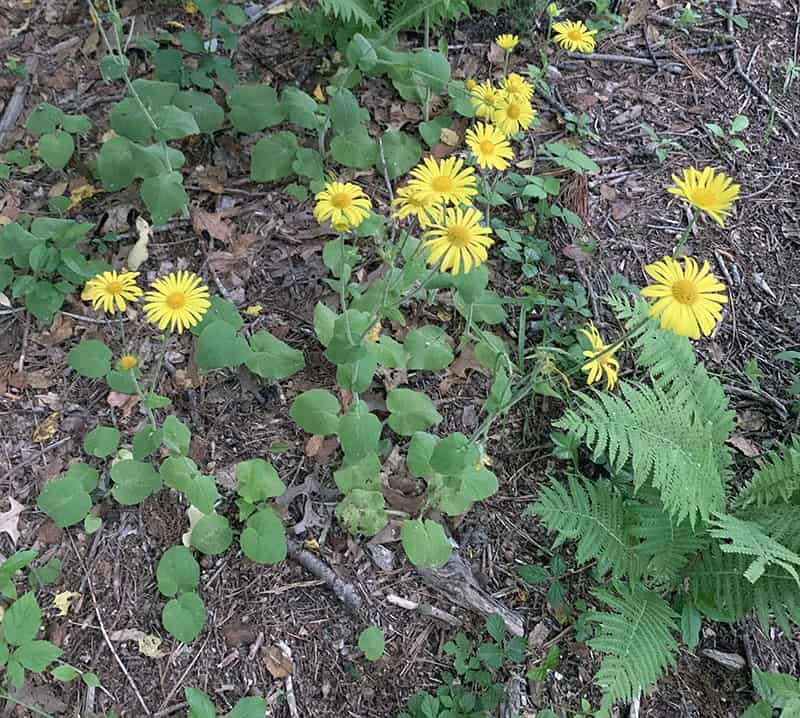 yellow daisies on the Doronicum orientale grow above the foliage and with ferns.