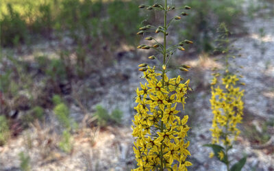 A Three Lysimachia Day