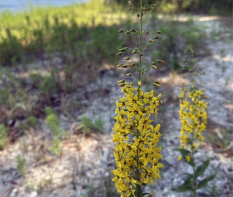 A Three Lysimachia Day