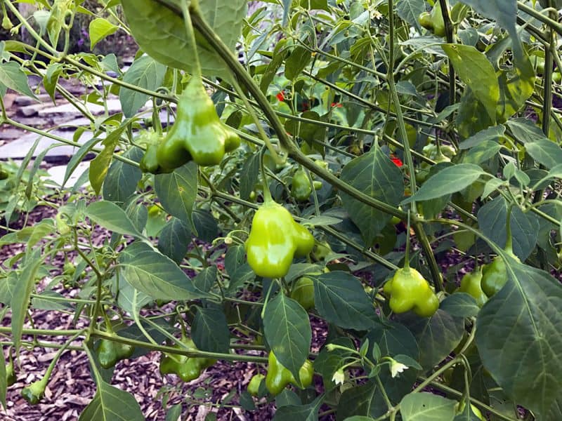 I Love the Mad Hatter F1 Peppers