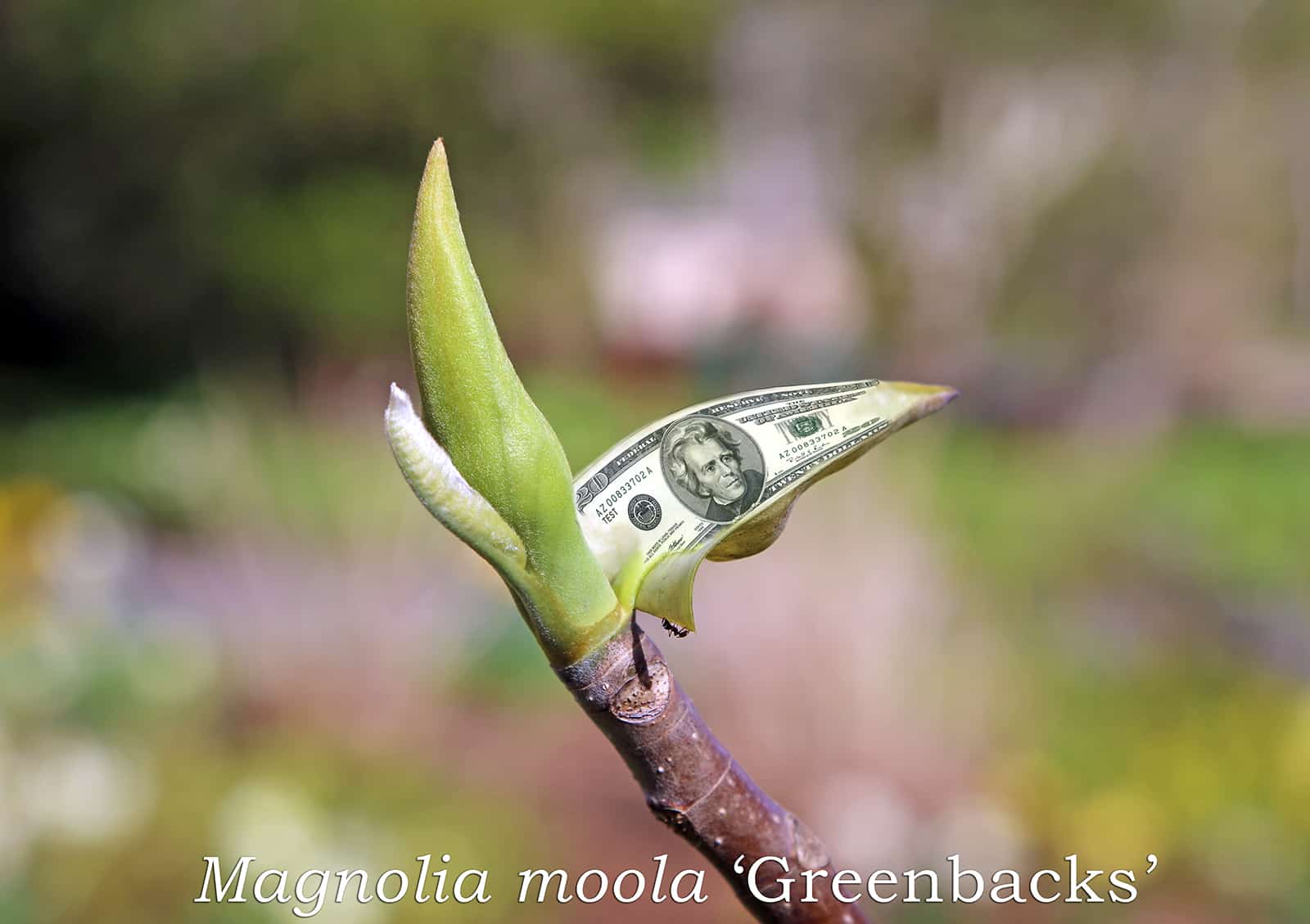Horticultural Hotline: Money DOES Grow on Trees!