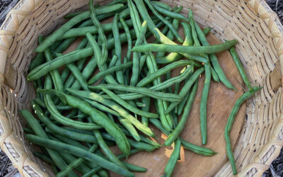 I Love Malibu Green Beans