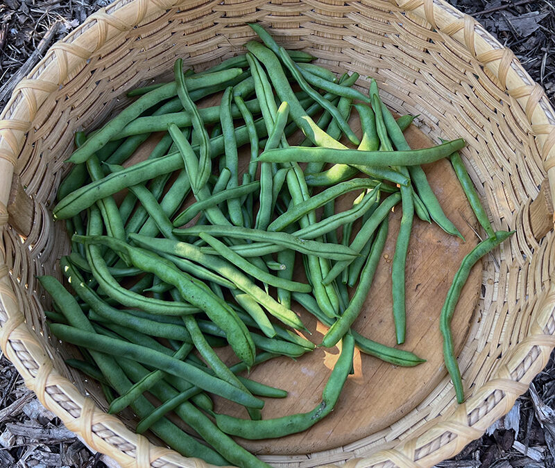 I Love Malibu Green Beans