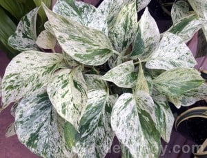 This pothos is not only easy to grow but contrasts nicely with your other plants. 