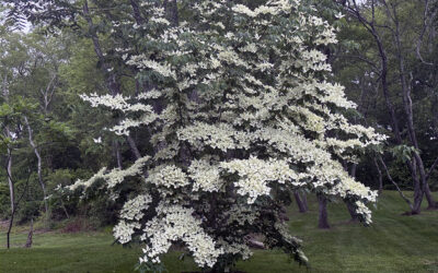 A Postcard From Amazing Blooming Trees