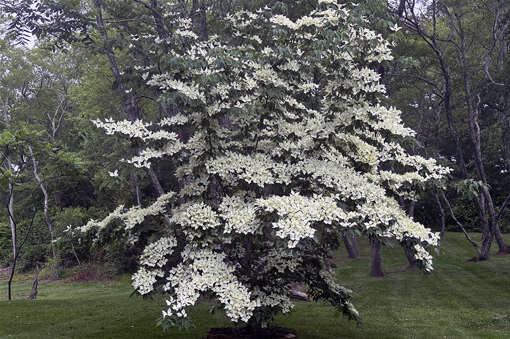 A Postcard From Amazing Blooming Trees