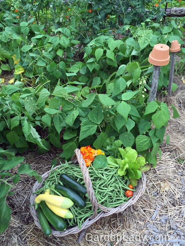 I Love Maxibel Green Beans