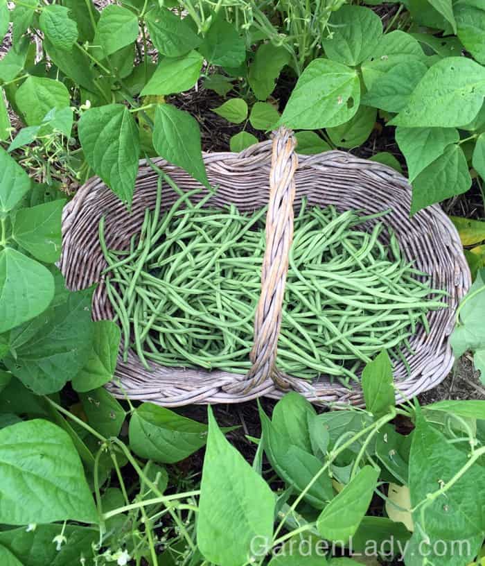 I Love Maxibel Green Beans