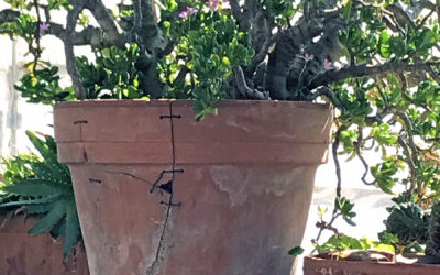 Broken Pots and Citrus in Containers