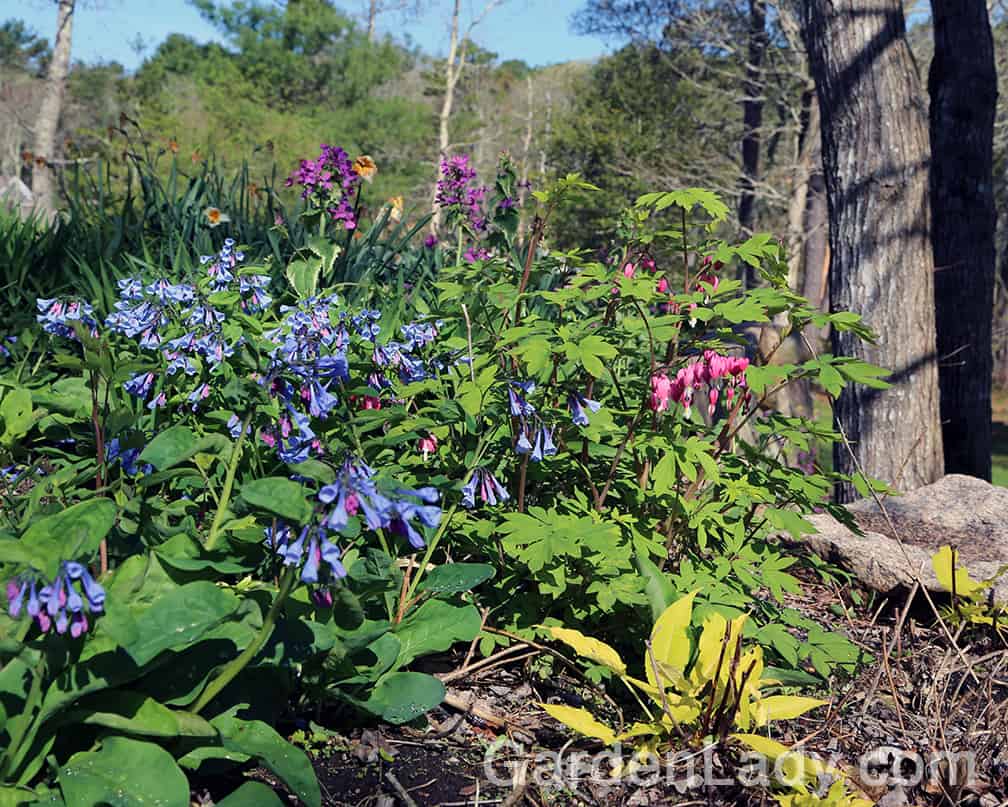 The blue Mertensia flowers are perfect with pink bleeding heart or tulips.