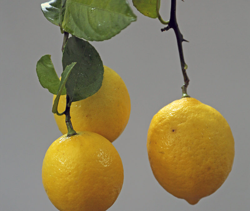 I Love Citrus meyeri aka Meyer Lemon Improved