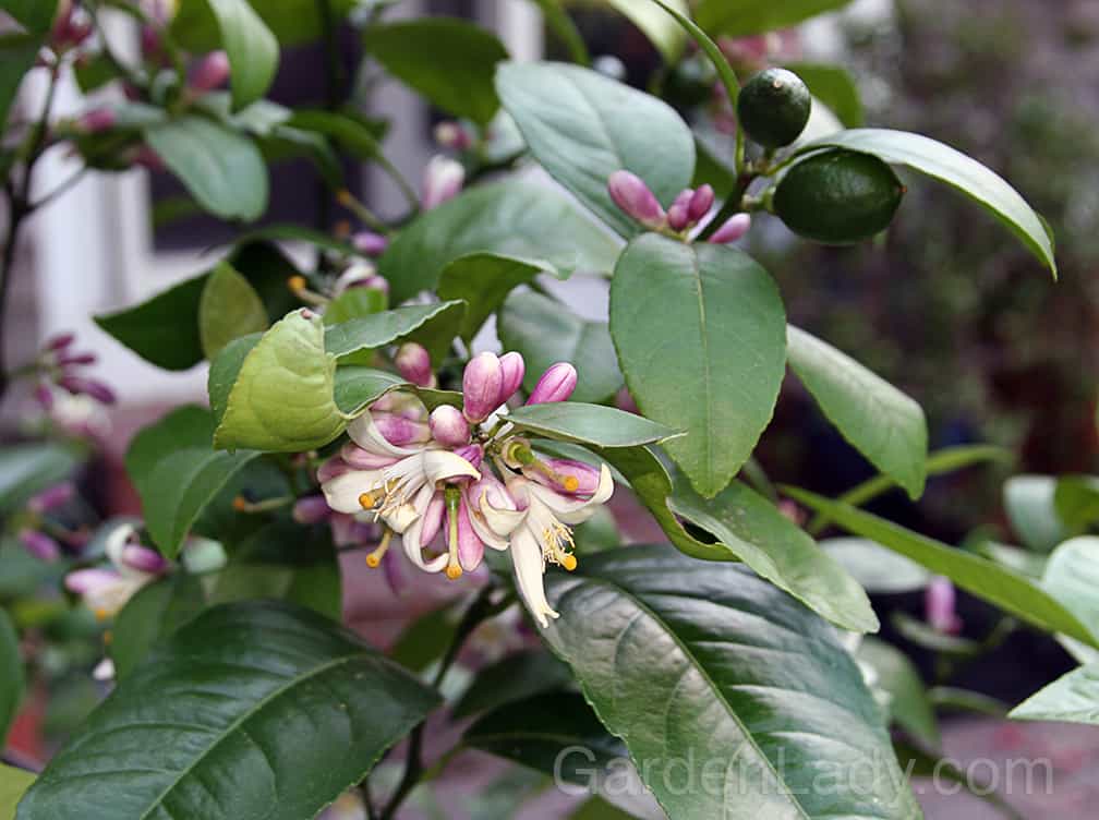 If you grow a Meyer Lemon in a pot you'll have highly fragrant flowers in the evenings and lemons later on. This plant needs to come inside in cold climates. 