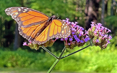 A Postcard From Butterfly Support Plants