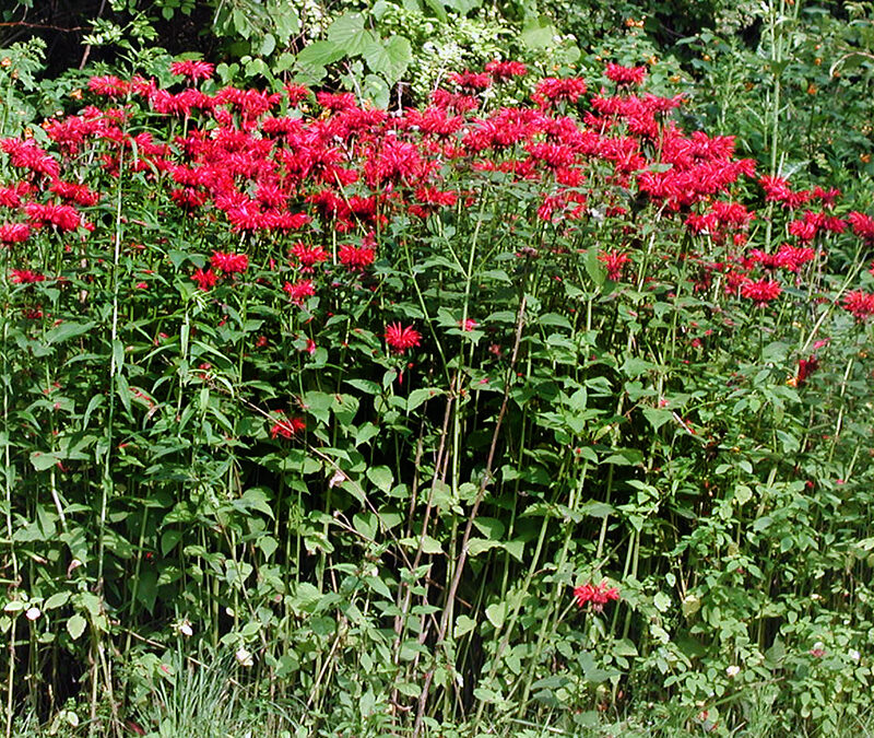 I Love Monarda didyma ‘Jacob Cline’ aka red bee balm