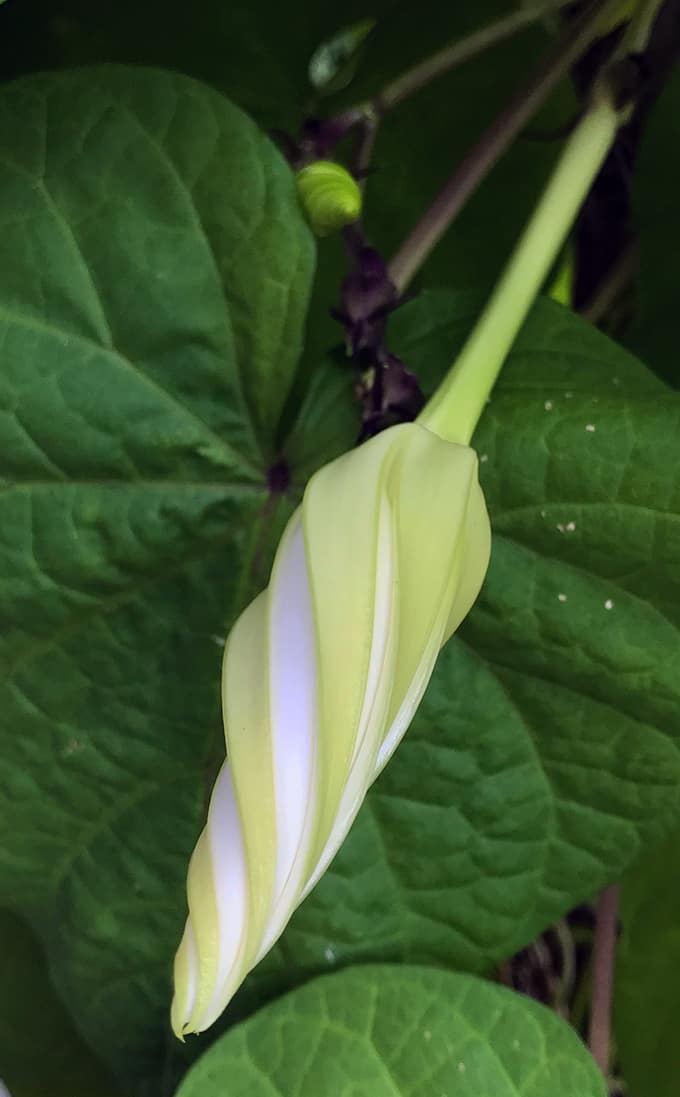 Shoot For The Moon by Growing Moonflowers