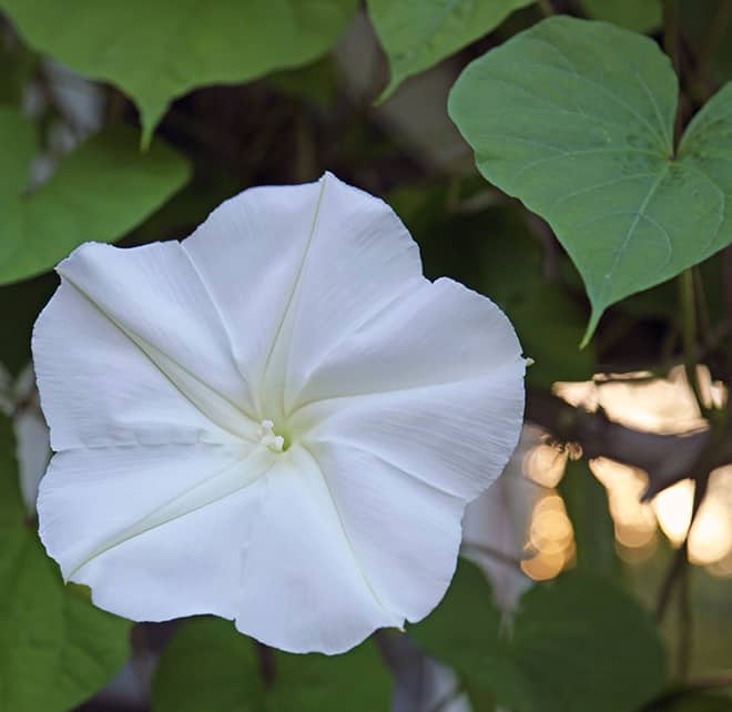 Why Isn’t My Moonflower Blooming?
