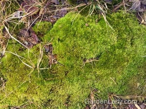 Moss outcompetes other weeds, making it a good ground cover, especially around other shade plants.