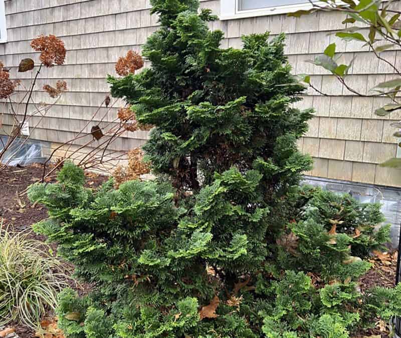 I Love Chamaecyparis Obtusa ‘Nana Gracilis’  aka Dwarf Hinoki Falsecypress