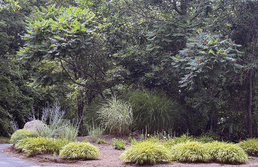 In July so many plants are thriving in the Northeast. This group of native Sumac and non-native hakon grass has been catching my eye this week.
