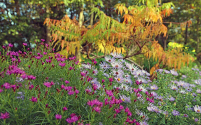 A Postcard About Invasive Plants