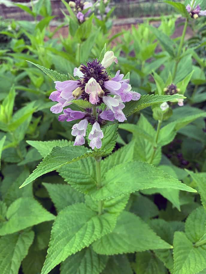 I Love Nepeta subsessilis ‘Grandview’ – Perennial For Cut Flowers & Bees
