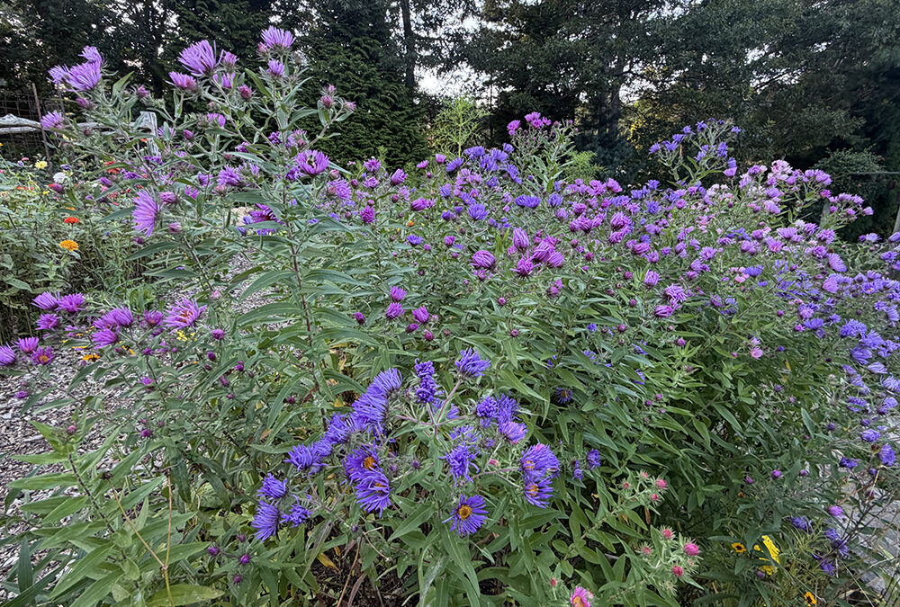 A Postcard From Asters