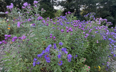A Postcard From Asters