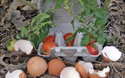 A Postcard From Tomatoes