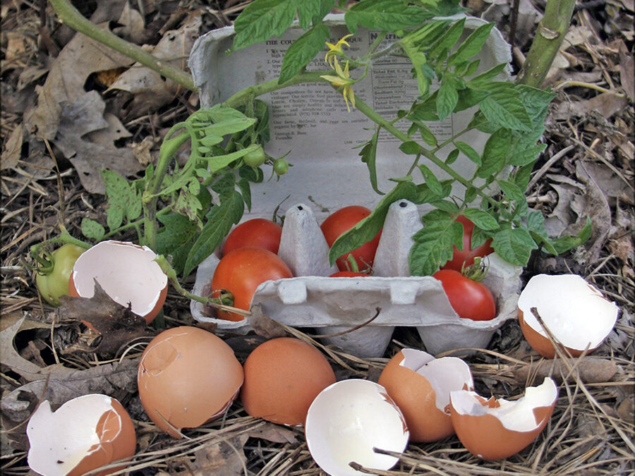 A Postcard From Tomatoes