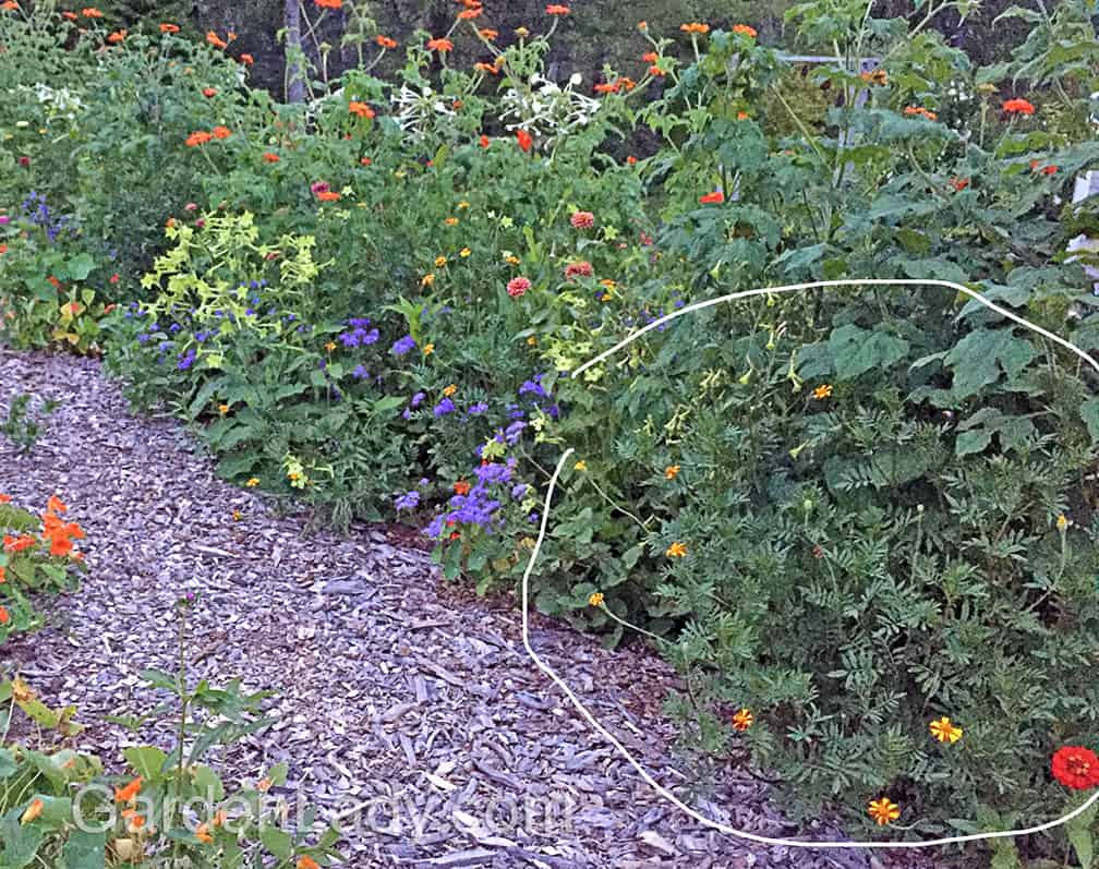 I circled the marigold in this photo because otherwise you might miss it. Yes, that's pretty much how many flowers were on each marigold plant at any given point. 