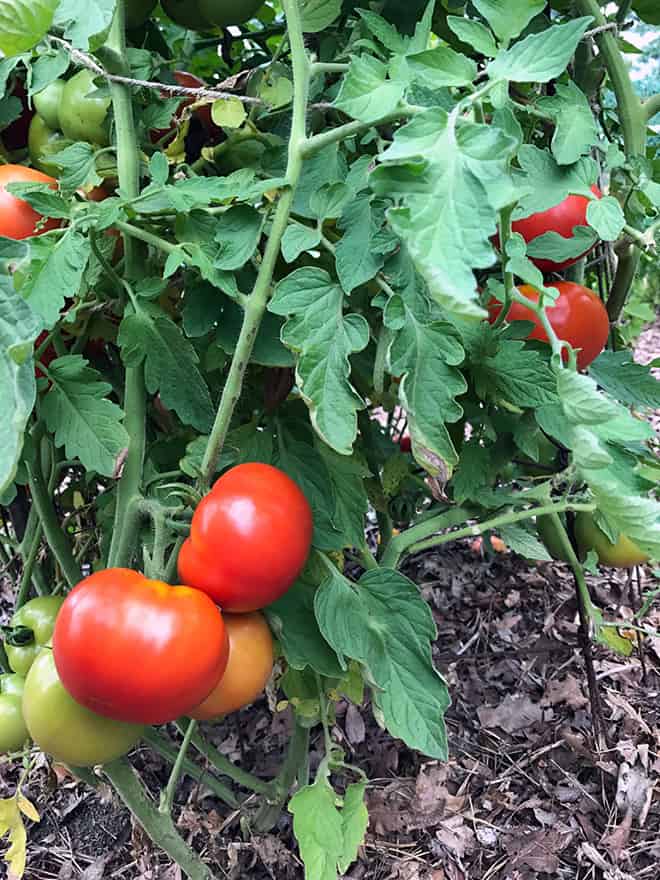 Oh Happy Day…the Tomato, Not The Song