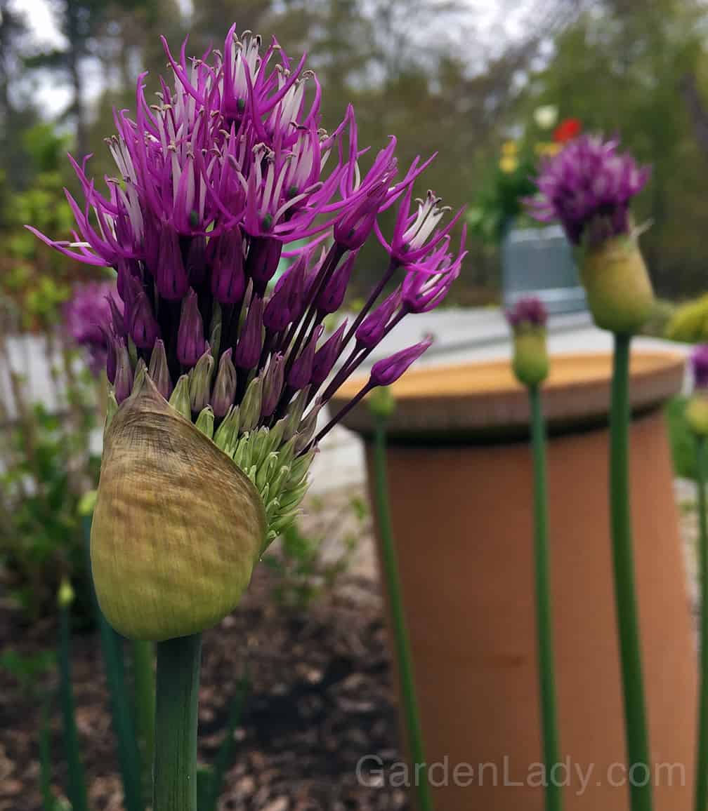 Last May, when I was visiting P. Allen Smith's garden at Moss Mountain, I was impressed with the Alliums that he'd planted. I came home and immediately ordered several of these bulbs from Brent and Becky's Bulbs online. They arrived last fall and I planted several varieties in various locations in my gardens. Now I have the great pleasure of watching them open. 