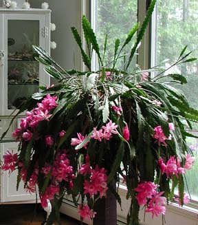 Orchid Cactus