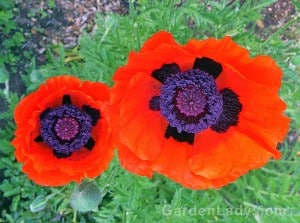 These oriental poppies are among the most outrageous of flowers. I imagine that I hear them calling to each other, "Let's put on lipstick and go OUT!"