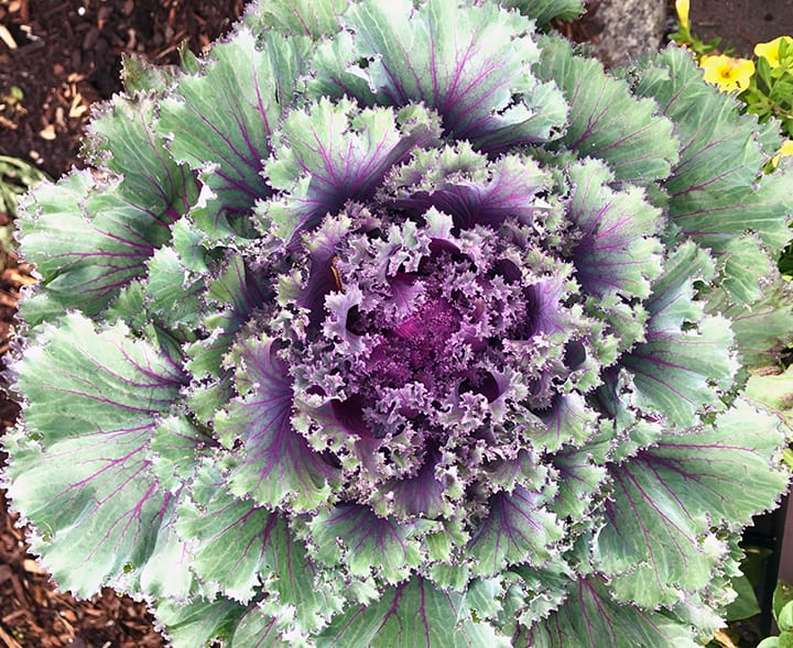 I Love Ornamental Cabbages and Kales