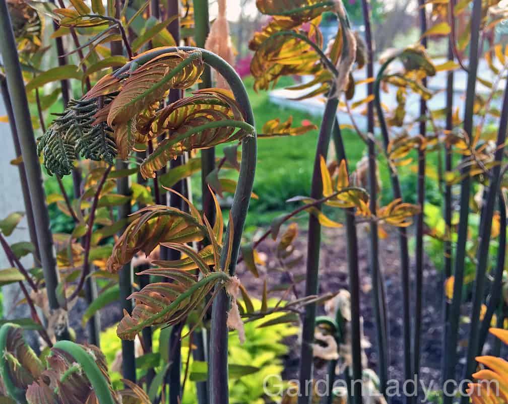 And talk about a spectacular unfolding! Ferns, particularly the not-so-frequently-grown Osmunda regalis, aka royal fern, is dramatic from when the emerging fronds are covered with white, web-like tissue to when they are unfolding into their tall, graceful fronds. 