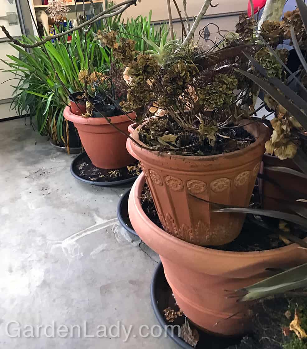 Over-Wintering Plants In The Garage