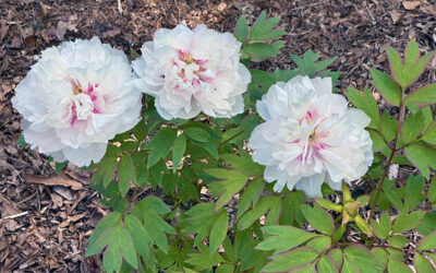 Another Postcard From Peonies