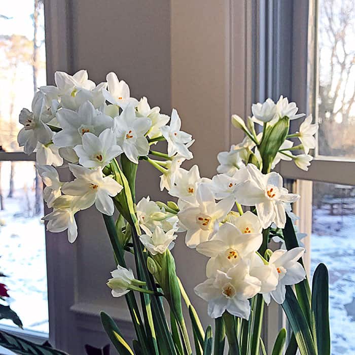 I Love Paperwhite Narcissus aka Narcissus papyraceus