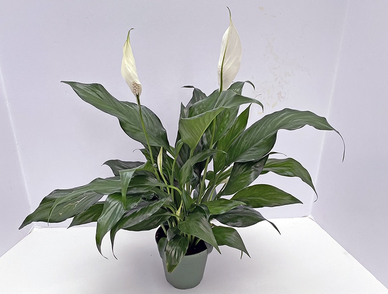 I Love the Peace Lily aka Spathiphyllum