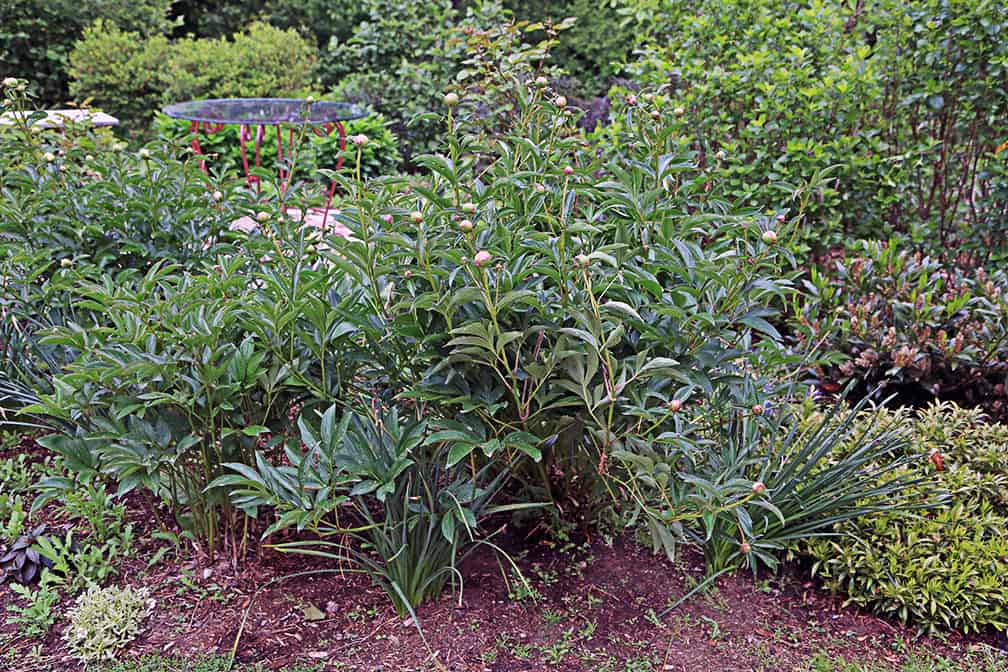 How to Stake A Flopping Peony – Attractively!