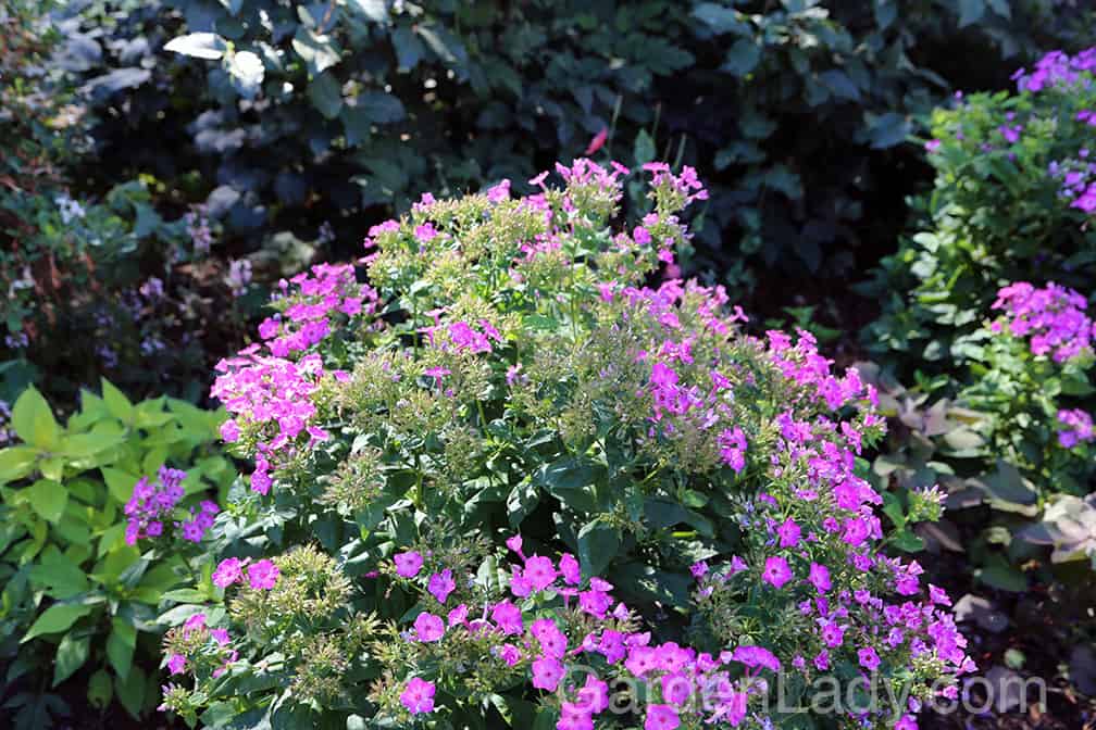Here is a Volcano Purple Phlox that is just starting to go by. This plant will produce many more huge flower stems (more than most Phlox paniculata!) if the old ones are cut off promptly. 
