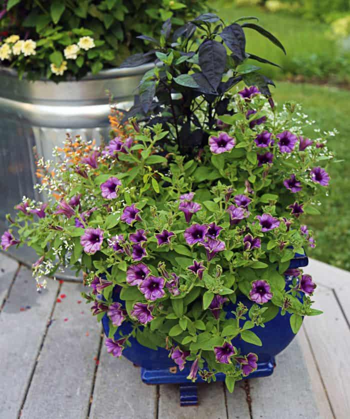 I Love Supertunia® Picasso in Blue® | GardenLady.com