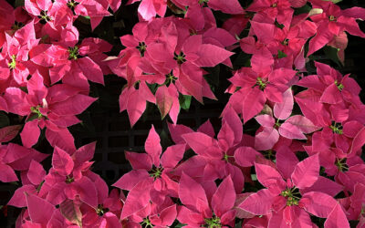 A Postcard From Poinsettia