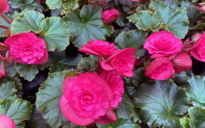 I Love The Rieger Solenia Series Begonias
