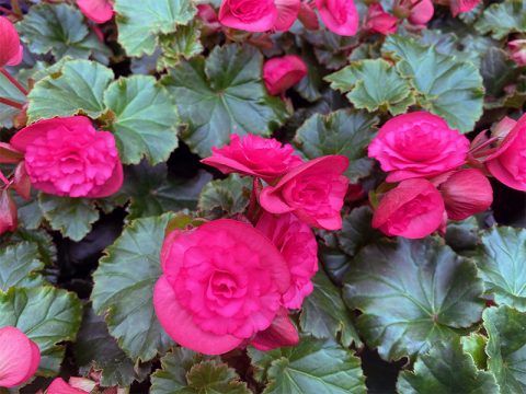 I Love The Rieger Solenia Series Begonias | GardenLady.com