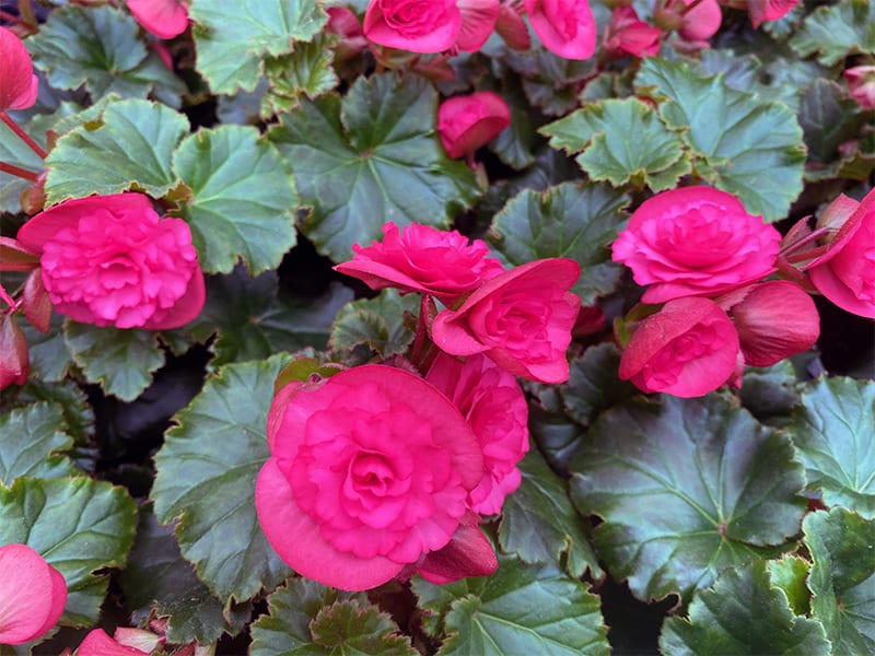 I Love The Rieger Solenia Series Begonias