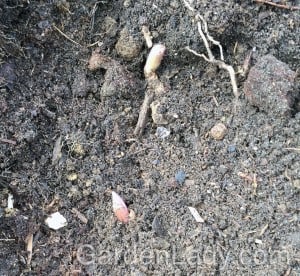 Here is a shot of shoots poking up from the loam/compost mix. I continued to cover these plants so that the shoots didn't show. As the plant gets established they will poke out of the soil once again.