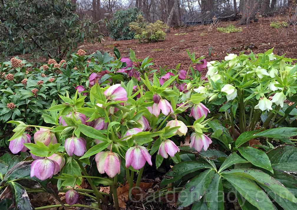 These plants are from www.LentenRose.com - they are especially lovely this winter since they haven't been constantly buried by snow. 